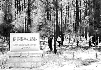 赤山林场的闽台青年友谊林（摄于2000年）.jpg